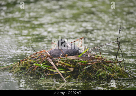 Blässhuhn Rallidae Fulica Wasservogel auf Nest mit Küken Stockfoto