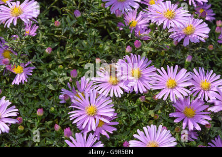 Biene auf einen leichten lila Blüten Nektar zu trinken. Insekten bestäuben Blumen. Stockfoto