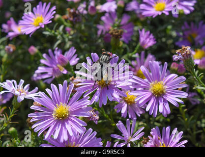 Fliege auf einem leichten lila Blüten Nektar zu trinken. Insekten bestäuben Blumen. Stockfoto