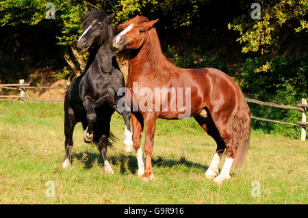 Welsh Ponys, Hengste / Welsh Pony of Cob Type, Abschnitt C, Welsh Cob Sektion D Stockfoto