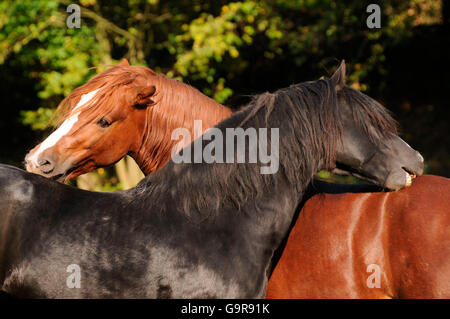 Welsh Ponys, Hengste / Welsh Pony of Cob Type, Abschnitt C, Welsh Cob Sektion D Stockfoto