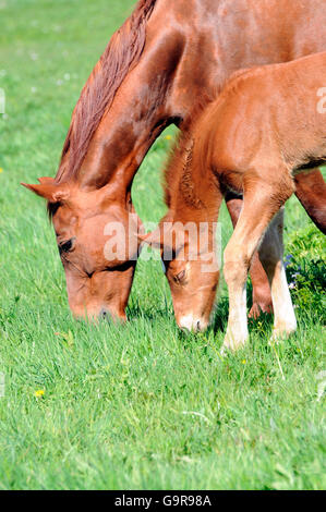 Deutschen Warmblut Pferde, Stute und Fohlen / Seite Stockfoto