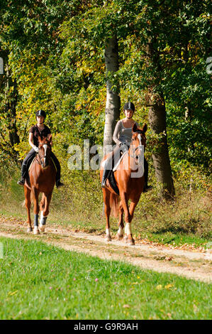 Zwillinge mit deutschen Warmblut, Sorrell, Zaumzeug, Pferde, Reiten Helme, Wanderreiten Stockfoto