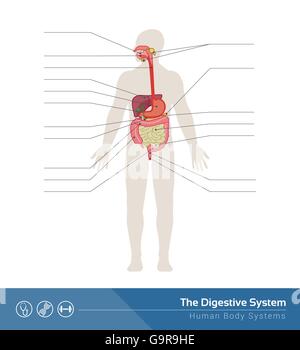 Das menschliche Verdauungssystem medizinische Illustration mit inneren Organen Stock Vektor