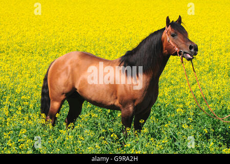 American Quarter Horse, Hengst / dun Stockfoto