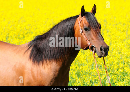 American Quarter Horse, Hengst / dun Stockfoto