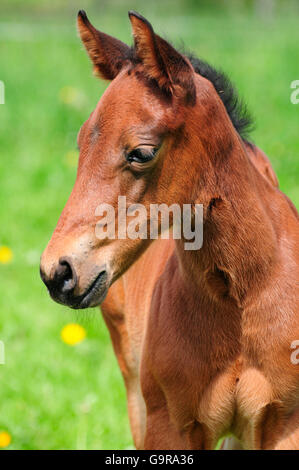 American Quarter Horse, Fohlen Stockfoto