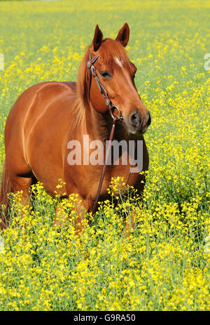 American Quarter Horse, Stute / Sorrell Stockfoto