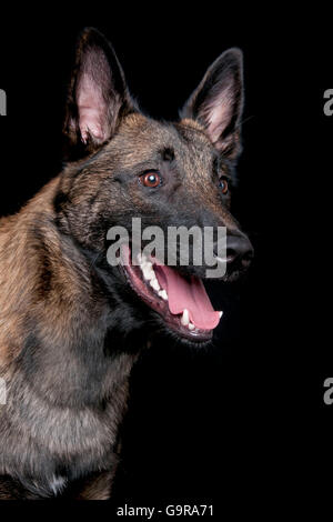 Belgischer Malinois, Rüde / Belgischer Schäferhund, Malinois Stockfoto