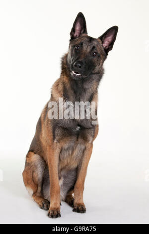 Belgischer Malinois, Rüde / Belgischer Schäferhund, Malinois Stockfoto