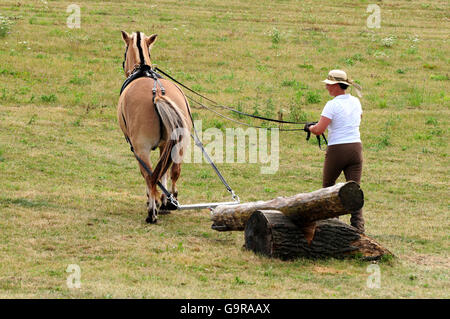 Mann mit norwegischen Pferd, Log ziehen Wettbewerb / popular Sport Stockfoto