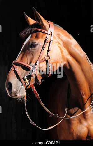 Deutsches Reitpferd mit ST-Zaum / deutschen Warmblut Stockfoto