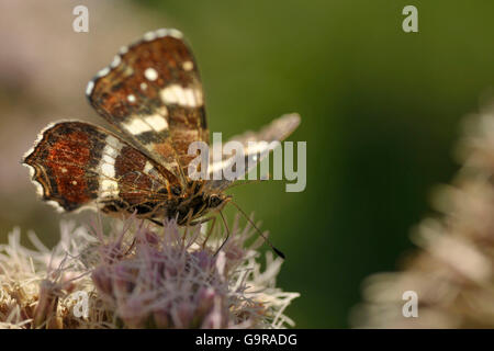 Schmetterling auf Hanf Agrimony, Sommer Generation, Nettetal, Nordrhein-Westfalen, Deutschland Karte / (Araschnia Levana F. Prorsa) (Eupatorium Cannabinum) / Europäische Karte Stockfoto