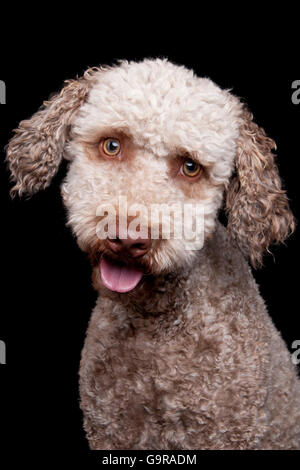 Lagotto Romagnolo, männliche / Romagna Wasserhund Stockfoto