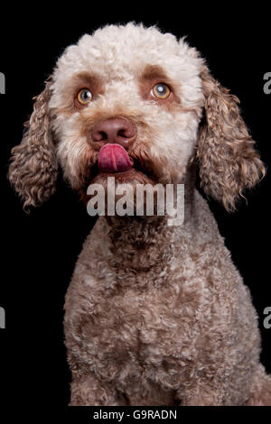 Lagotto Romagnolo, männliche / Romagna Wasserhund Stockfoto