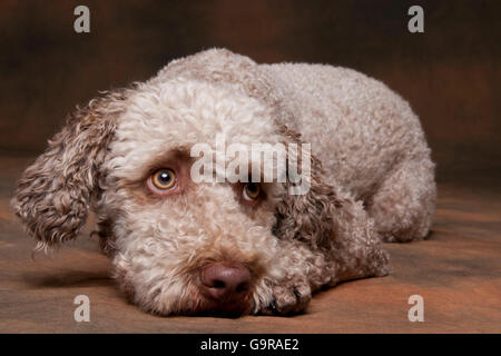 Lagotto Romagnolo, männliche / Romagna Wasserhund Stockfoto