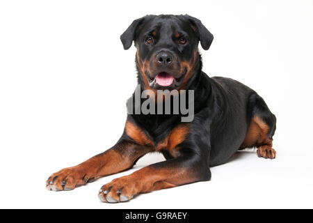 Rottweiler, Männlich, 1 Jahr Rottweiler, Ruede, 1 Jahr Stockfoto