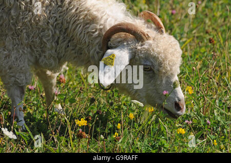 Angora-Ziege / Hausziege, Mohair Ziege, Ohr-Tag Stockfoto