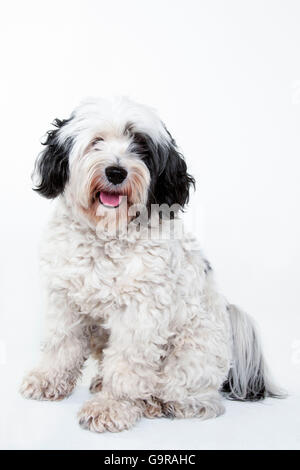 Tibet Terrier, Männlich / Tsang Apso Stockfoto