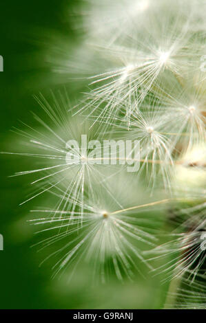 Löwenzahn, Seedhead / (Taraxacum Officinale) Stockfoto