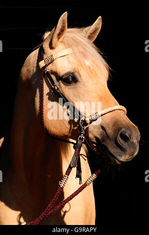 Quartal, Pferd, Stute, Palomino, Side-Pull sidepull Stockfoto