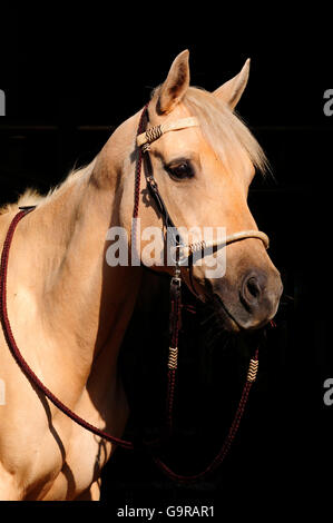 Quartal, Pferd, Stute, Palomino, Side-Pull sidepull Stockfoto