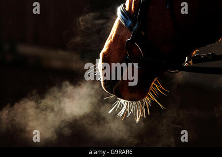 Equestrian Sport Detail / mundtot zu machen, Zaumzeug, kalt, Atem Stockfoto