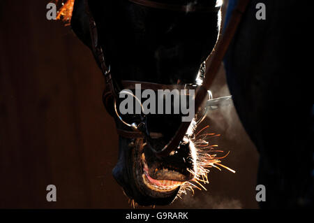 Equestrian Sport Detail / mundtot zu machen, Zaumzeug, kalt, Atem Stockfoto