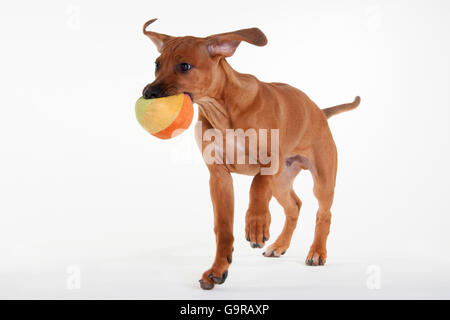 Rhodesian Ridgeback, Rüde, Welpe, 12 Wochen / mit Spielzeug, ball Stockfoto
