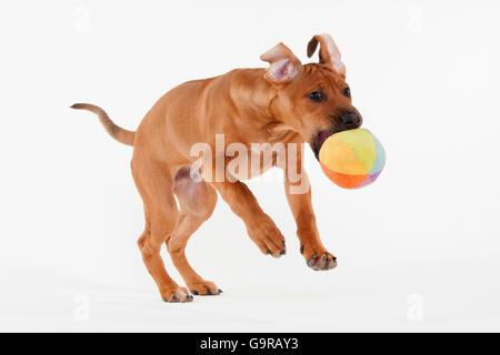 Rhodesian Ridgeback, Rüde, Welpe, 12 Wochen / mit Spielzeug, ball Stockfoto