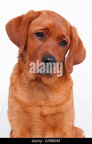 Labrador Retriever, Foxred, Rüde, Welpen, 4 Monate / gelb Stockfoto