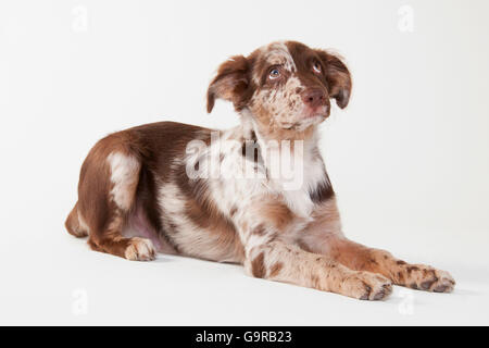 Australian Shepherd, Männlich, Red-Merle, Welpen, 4 Monate Stockfoto