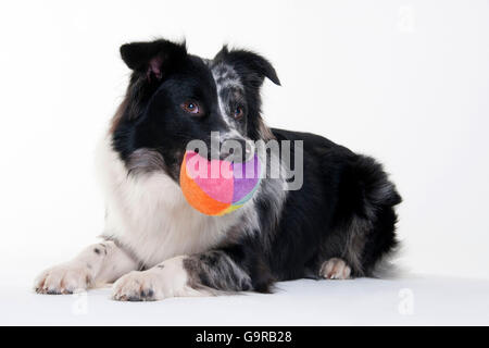 Australian Shepherd, Männlich, Blue-Merle, Erwachsene Stockfoto