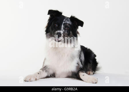 Australian Shepherd, Männlich, Blue-Merle, Erwachsene Stockfoto