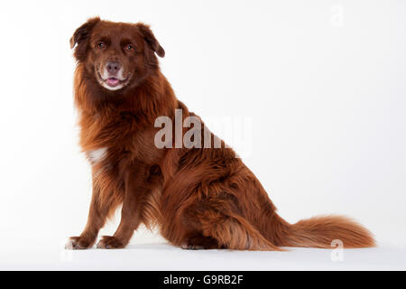 Australian Shepherd, Männlich, rot massiv, Erwachsene Stockfoto