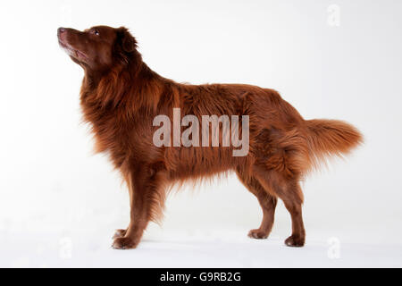 Australian Shepherd, Männlich, rot massiv, Erwachsene Stockfoto