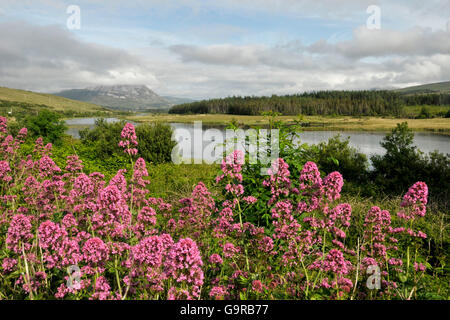 Blick auf Mount Errigal aus Gweedore, County Donegal, Irland / Clady River Stockfoto