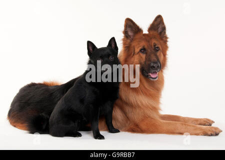 Alt Deutscher Schäferhund, Männlich, und Schipperke, männlichen, Erwachsenen / 2 Jahre Stockfoto