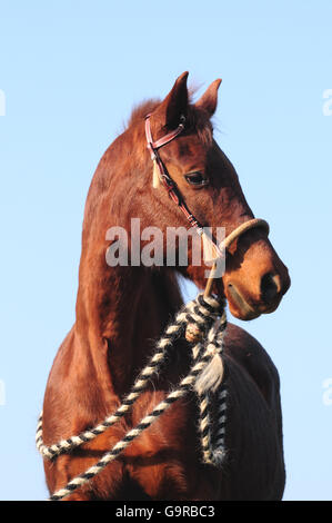 American Quarter Horse, Stute, Sorrell, Porträt, bosal, Mecate, Hackamore Stockfoto