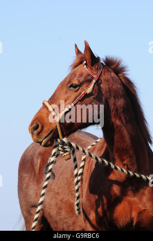 American Quarter Horse, Stute, Sorrell, Porträt, bosal, Mecate, Hackamore Stockfoto