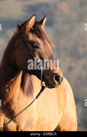 American Quarter Horse, Stute, dun 2 Jahre Stockfoto