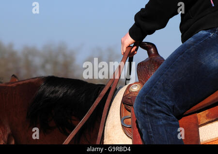Westernreiten, American Quarter Horse, Stute, Training, westliche Heftzwecke, Zügel, Sattel auf Lager Stockfoto