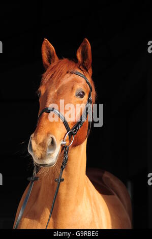 Mecklenburger Pferd, Zaumzeug, Mare / Deutsch Reiten Pferd Stockfoto