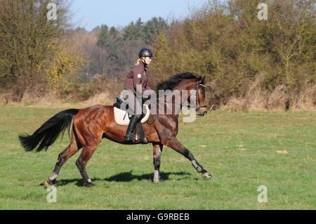 Oldenburger Pferd, Wallach, hacken, Hack, Ausritte, Helm, Deutsch Reiten Pferd Stockfoto