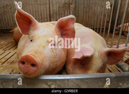 groß und Fett Schweine in einem Stall auf einem Bauernhof Stockfoto