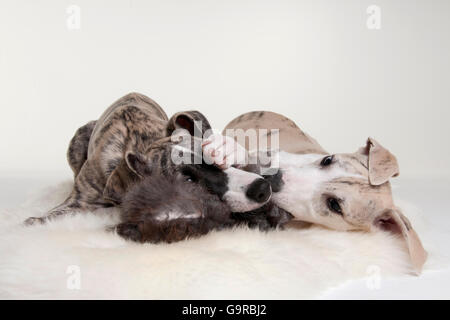 Whippet, Welpen, Rüden, 12 Wochen Stockfoto