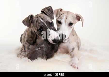 Whippet, Welpen, Rüden, 12 Wochen Stockfoto