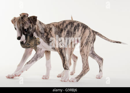 Whippet, Welpen, Rüden, 12 Wochen Stockfoto