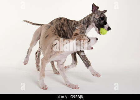 Whippet, Welpen, Rüden, 12 Wochen Stockfoto