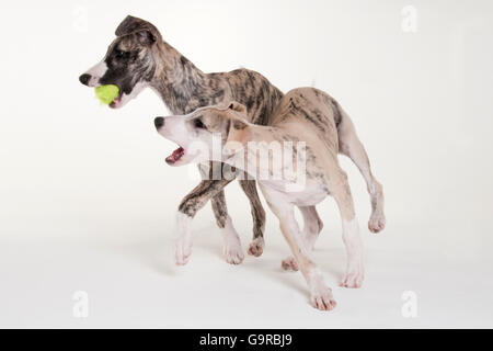 Whippet, Welpen, Rüden, 12 Wochen Stockfoto